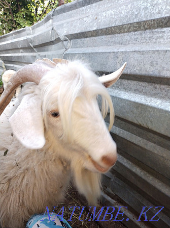 Продам коза дойная. Балуана Шолака - изображение 1