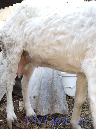 Продам коза дойная. Балуана Шолака - изображение 2