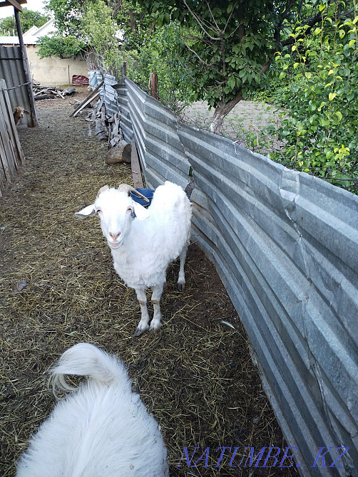 Selling milk goat. Балуана Шолака - photo 3