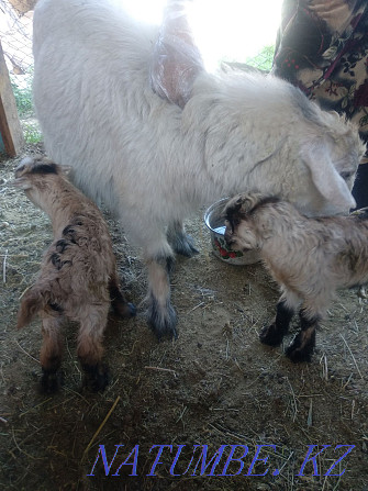 Milk goat, fat Болтирик шешен - photo 2