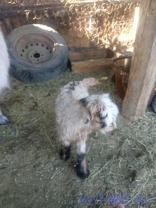 Milk goat, fat Болтирик шешен - photo 4