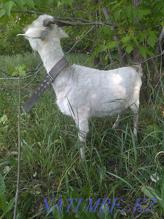 I will sell goats, angora Нуркен - photo 3