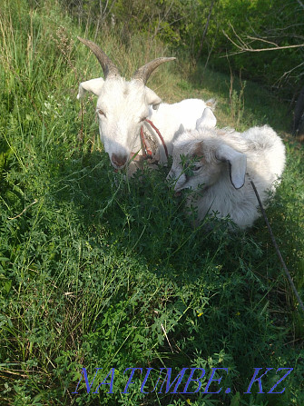 Продам коз, ангорские Нуркен - изображение 1
