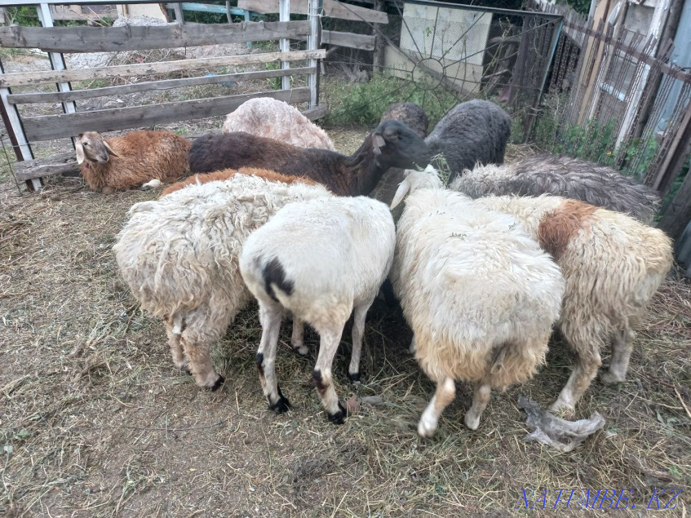 Sheep Koi Tokty Baghlan Goats Semey - photo 1