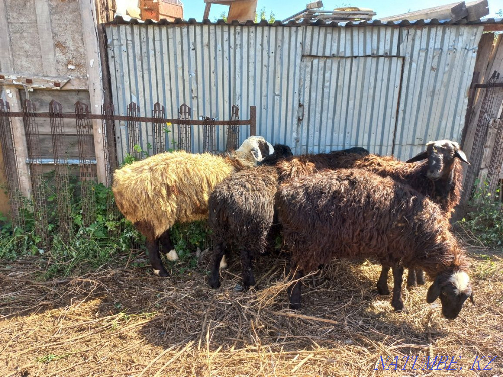 Sheep Koi Tokty Baghlan Goats Semey - photo 4