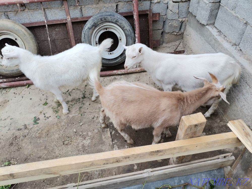 Руский козы Шымкент - изображение 1