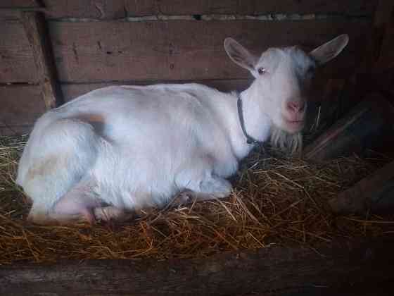 Чистопородные зааненские молочные козы Astana