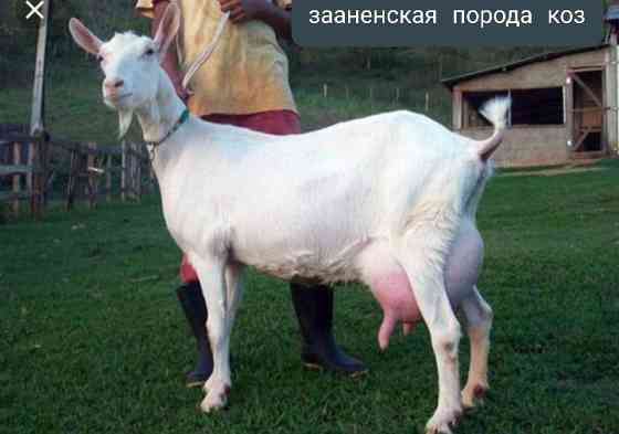 Чистопородные зааненские молочные козы  Астана