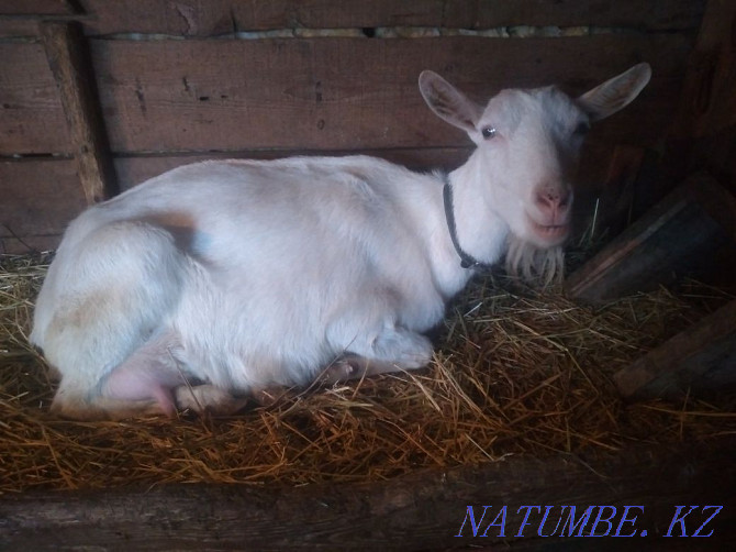 Чистопородные зааненские молочные козы Астана - изображение 2