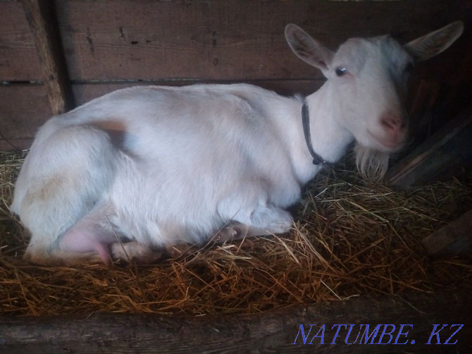Чистопородные зааненские молочные козы Астана - изображение 3