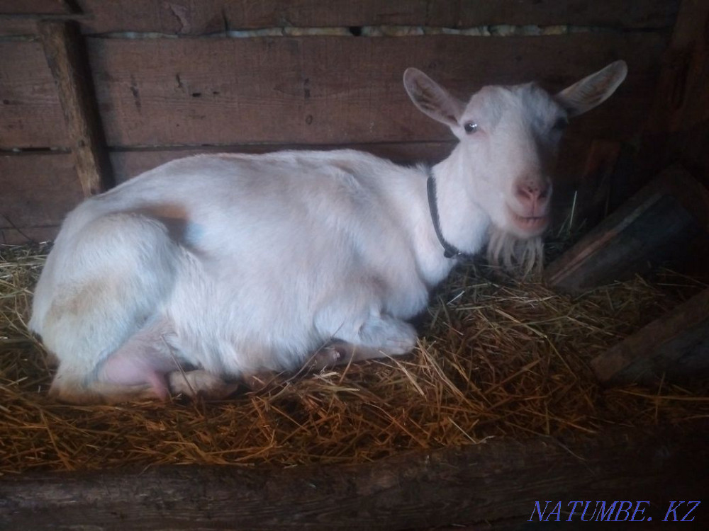 Purebred Saanen dairy goats Astana - photo 2