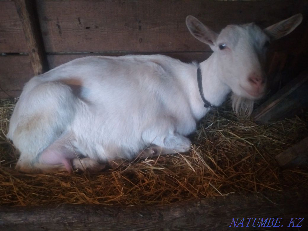 Purebred Saanen dairy goats Astana - photo 3