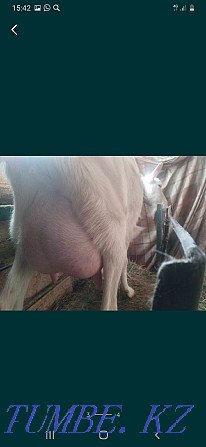 Goat milk in Astana Astana - photo 2