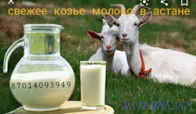 Goat milk in Astana Astana - photo 3