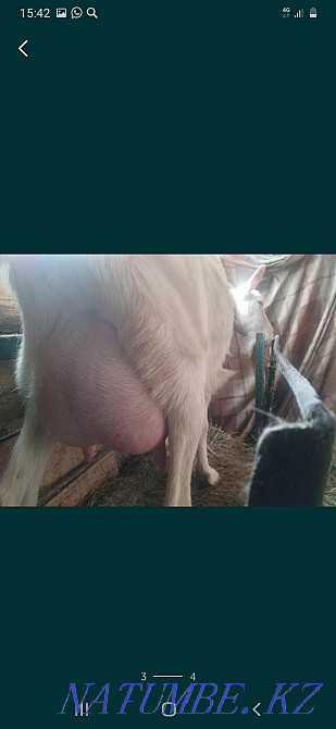 Астанада ешкі сүті  Астана - изображение 2