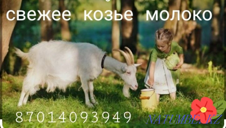 Астанада ешкі сүті  Астана - изображение 1