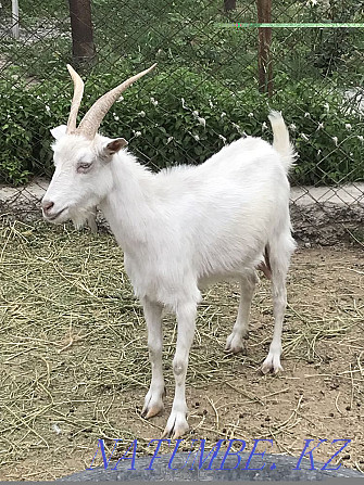 Russian goat Turkestan - photo 2