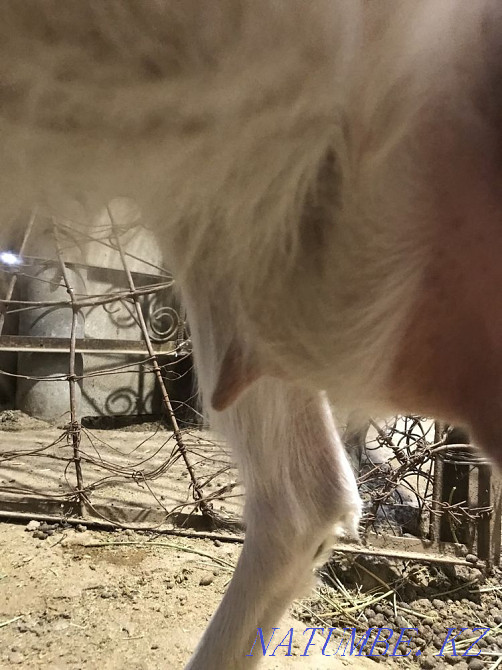 Орыс ешкі Туркестан - изображение 4