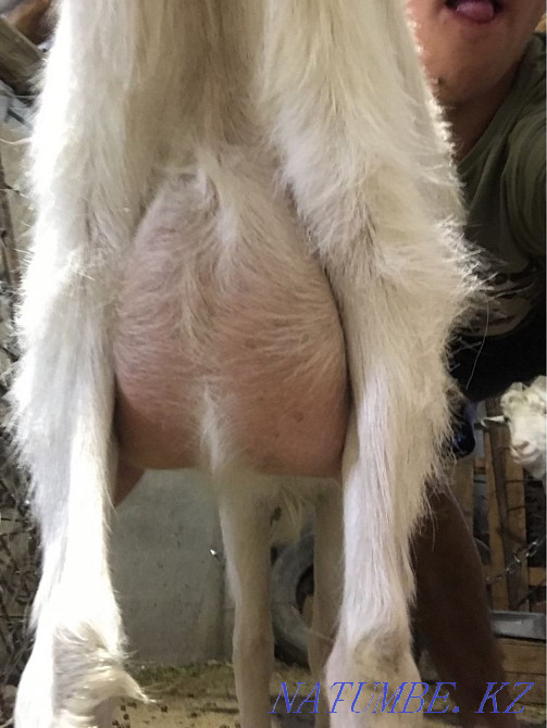 Орыс ешкі Туркестан - изображение 3