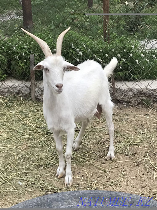 Орыс ешкі Туркестан - изображение 1