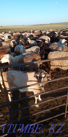 I will sell goats Oral - photo 2