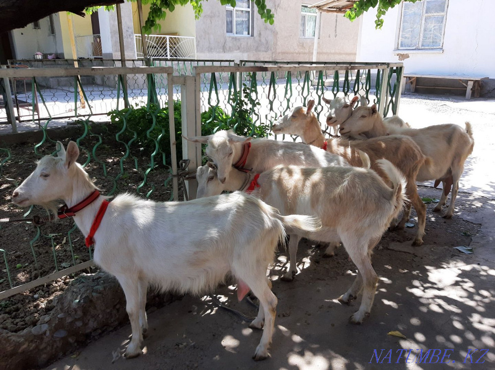 Таза ?анды Занен ешкілер Оптом сатылады Ешкы ешкі коза козы Шымкент - изображение 4