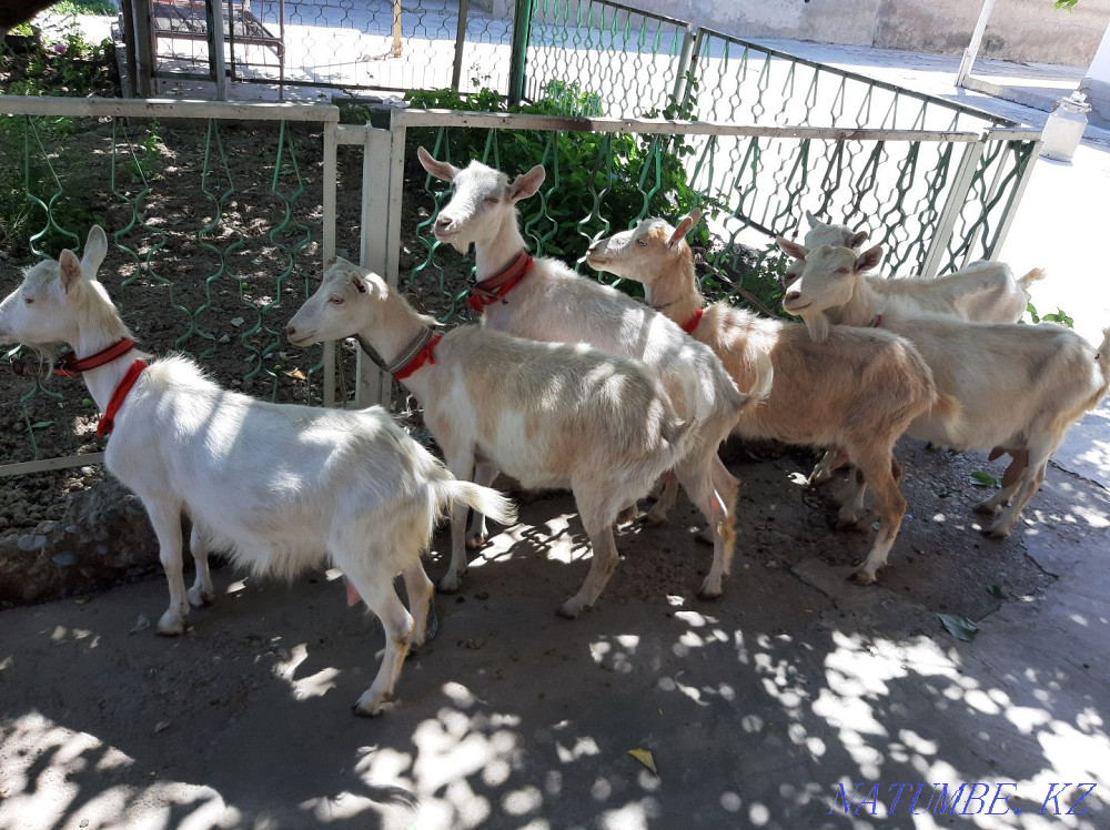Таза ?анды Занен ешкілер Оптом сатылады Ешкы ешкі коза козы Шымкент - изображение 3