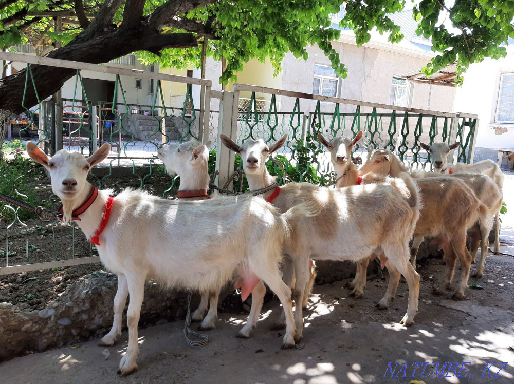 Таза ?анды Занен ешкілер Оптом сатылады Ешкы ешкі коза козы Шымкент - изображение 2