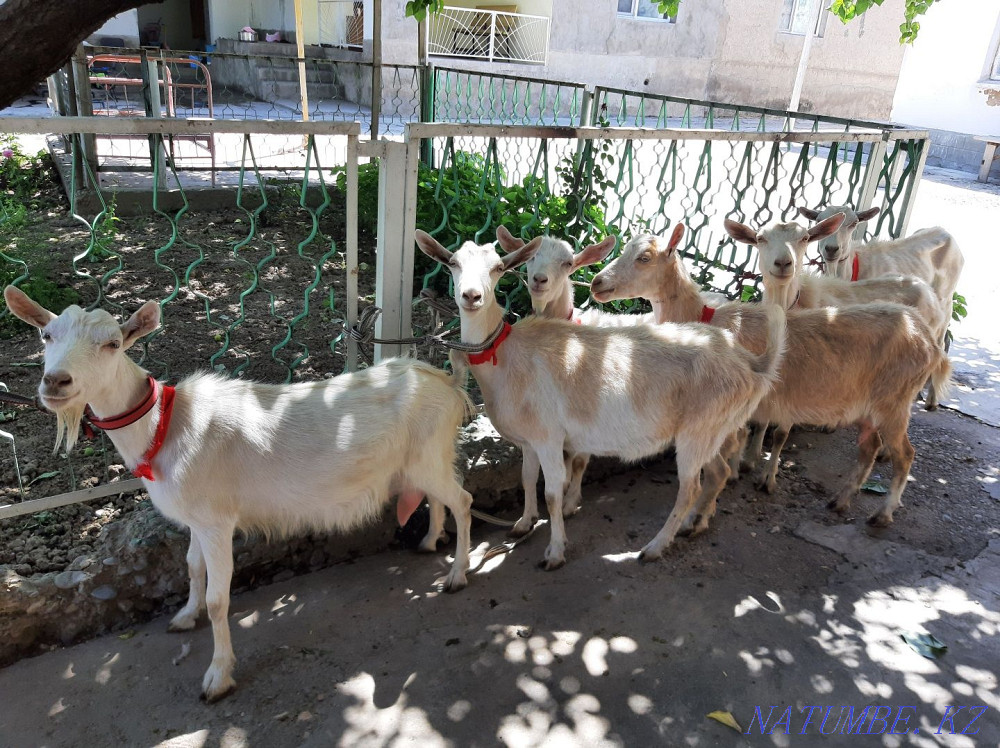 Таза ?анды Занен ешкілер Оптом сатылады Ешкы ешкі коза козы Шымкент - изображение 1