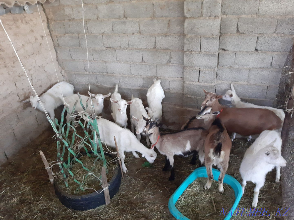 Таза Занен Альпи ?р?ашы ла?тар Ешкы коза козы ешкі Шымкент - изображение 4