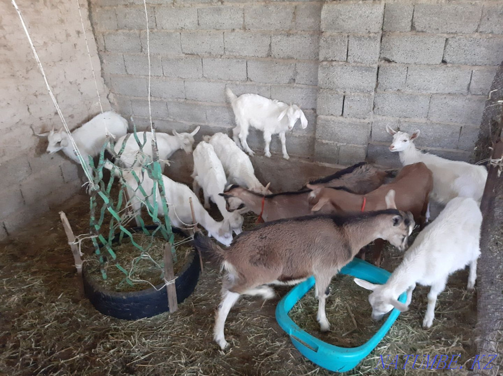 Таза Занен Альпи ?р?ашы ла?тар Ешкы коза козы ешкі Шымкент - изображение 3