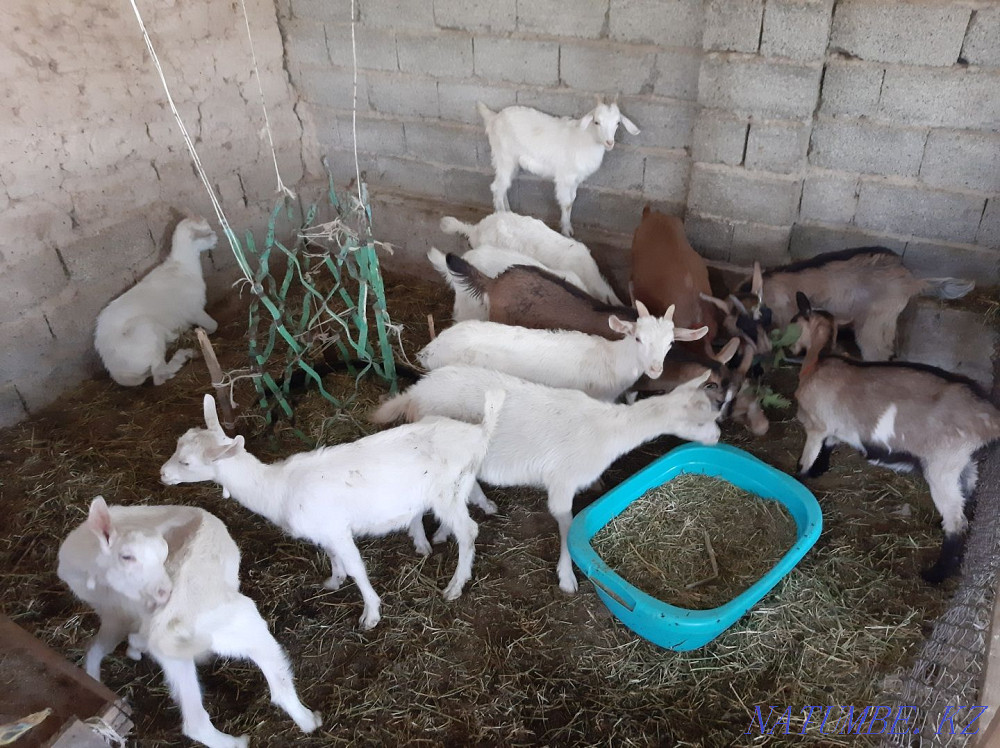 Таза Занен Альпи ?р?ашы ла?тар Ешкы коза козы ешкі Шымкент - изображение 1