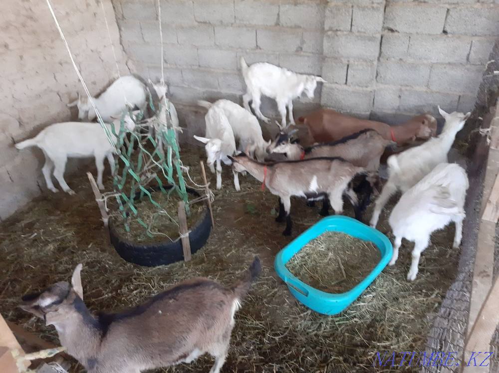 Таза Занен Альпи ?р?ашы ла?тар Ешкы коза козы ешкі Шымкент - изображение 2