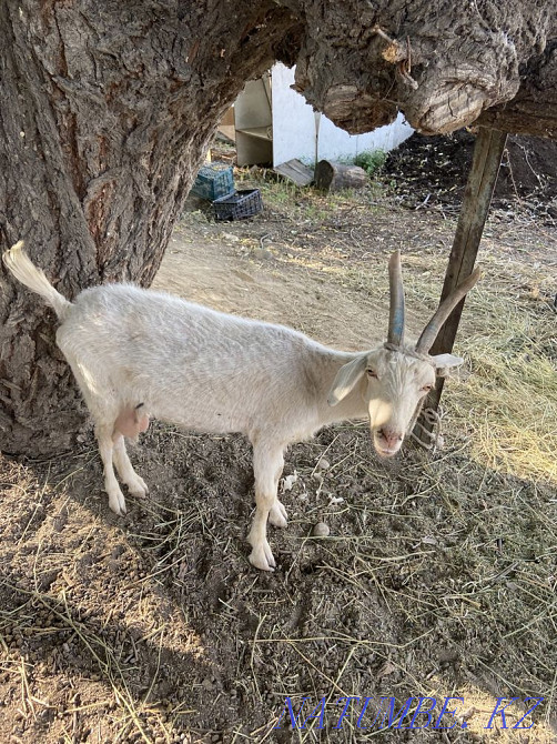 Ешкі сатылады. Продается коза Тараз - изображение 1