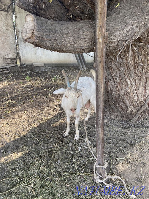 Ешкі сатылады. Продается коза Тараз - изображение 3