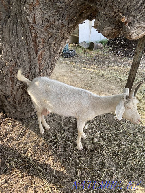 Ешкі сатылады. Продается коза Тараз - изображение 2