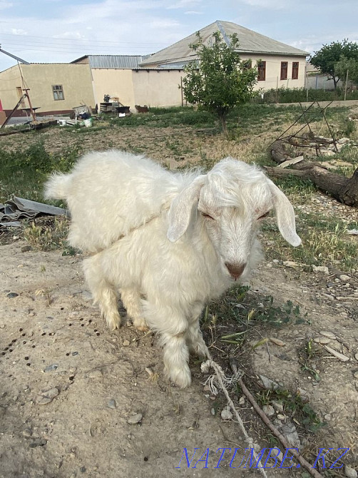 Ешкі сатылады. Продается коза Тараз - изображение 4