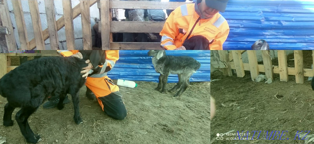 Гисар .Еділбай.ешкілер  - изображение 3