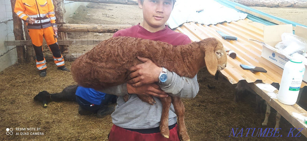 Гисар .Еділбай.ешкілер  - изображение 4