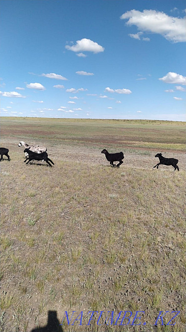 Гисар .Еділбай.ешкілер  - изображение 1