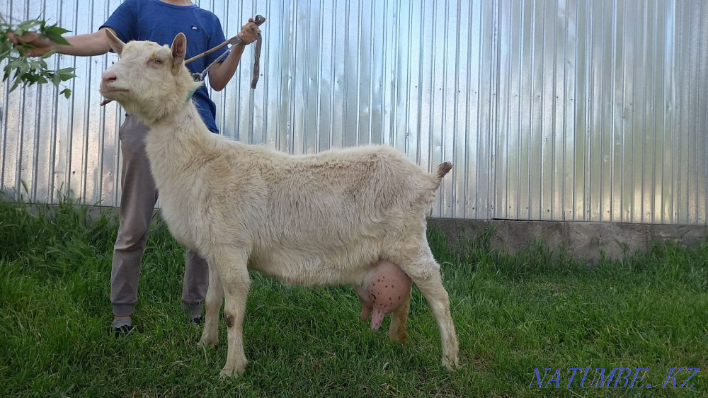 Коза Зааненская Ешкі Зааненский Шымкент - изображение 1