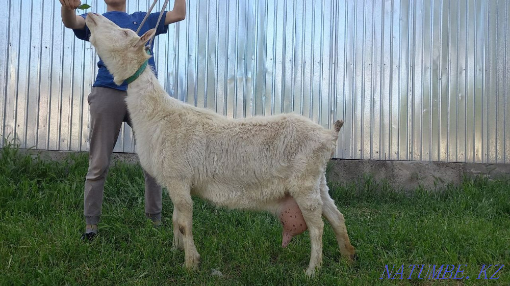 Коза Зааненская Ешкі Зааненский Шымкент - изображение 3