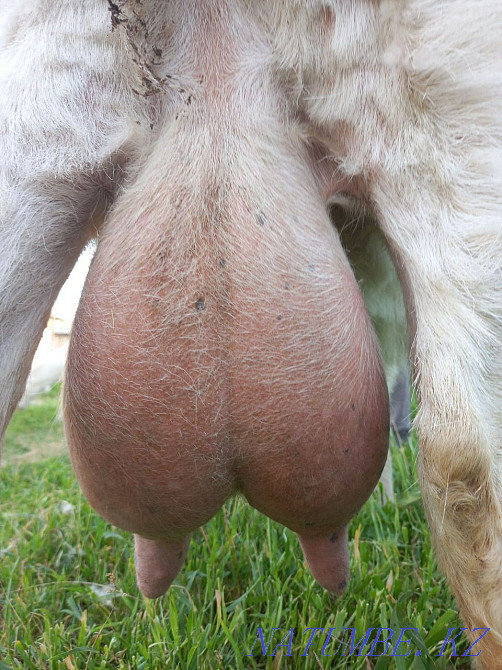 Коза Зааненская Ешкі Зааненский Шымкент - изображение 4