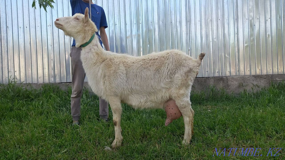 Коза Зааненская Ешкі Зааненский Шымкент - изображение 2