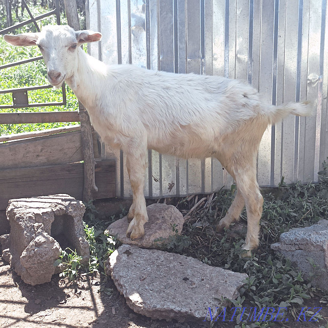 Kids, goats, Saanen goats Almaty - photo 2