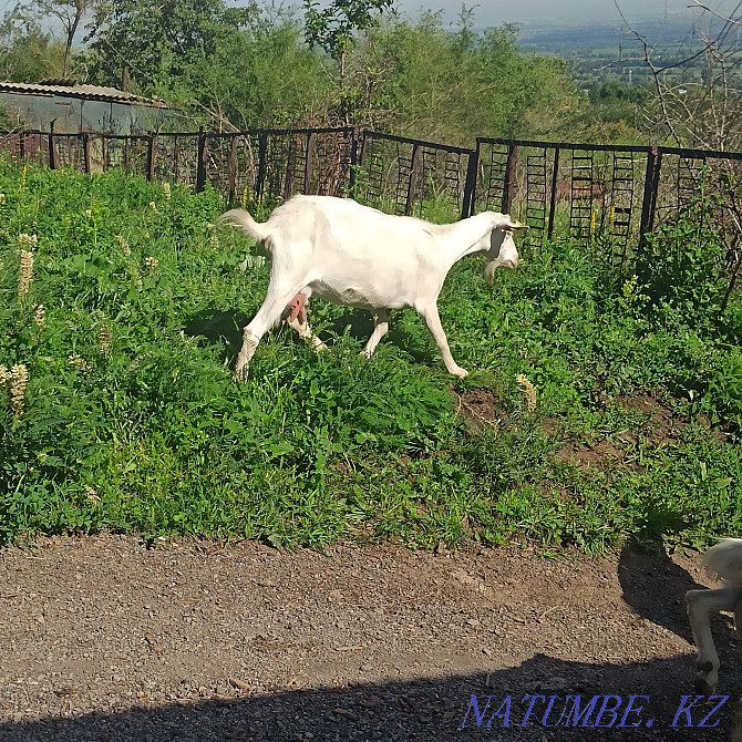 Kids, goats, Saanen goats Almaty - photo 4