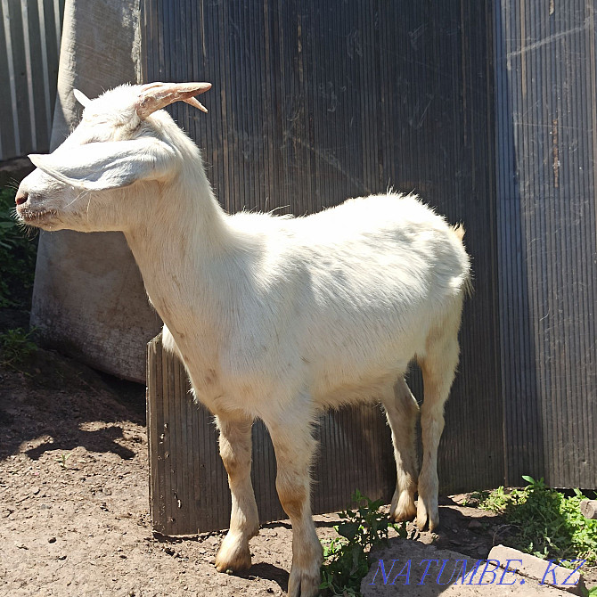 Kids, goats, Saanen goats Almaty - photo 1