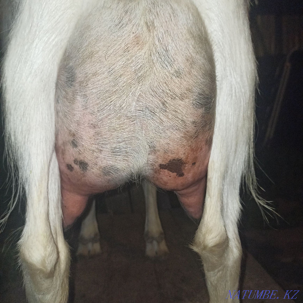 Балалар, ешкілер, Саанен ешкілері  Алматы - изображение 3