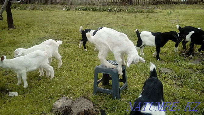 Козлики альпиские козы продается а так же козлики есть варианты Жетыген - изображение 2