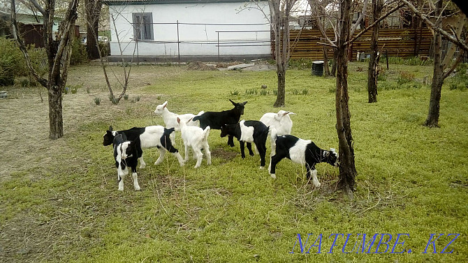 Козлики альпиские козы продается а так же козлики есть варианты Жетыген - изображение 1